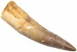 Bargain, Spinosaurus Tooth - Restored Tip #198837-1